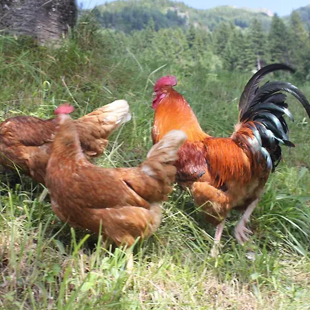 Bauernhof Grussberggut 팜스테이 *