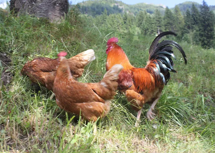 Bauernhof Grussberggut Gratis Therme & Sommerbergbahn Çiftlik konaklama *