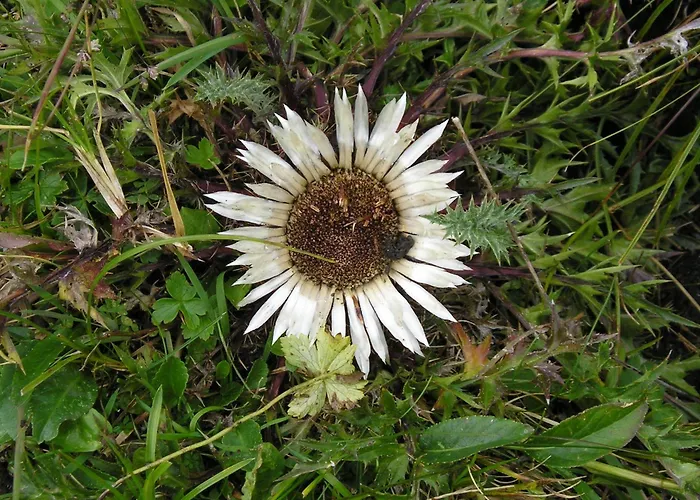 Bauernhof Grussberggut Gratis Therme & Sommerbergbahn *