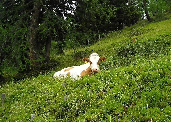 Bauernhof Grussberggut Gratis Therme & Sommerbergbahn *